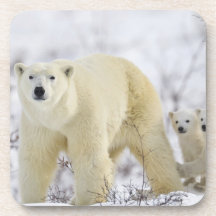Wapusk National Park, Canada. Beverage Coaster