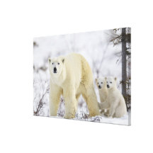 Wapusk National Park, Canada. Canvas Prints