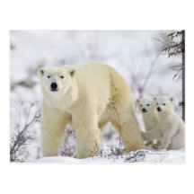 Wapusk National Park, Canada. Post Card