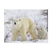 Wapusk National Park, Canada. Post Card