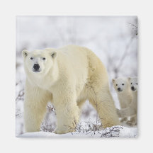 Wapusk National Park, Canada. Refrigerator Magnet