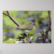 Warbler Print