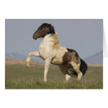 Warbonnet's Challenge Wild Horse Greeting Card