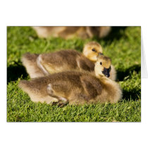 Warm And Fuzzy Greeting Card