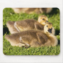 Warm And Fuzzy Mouse Pad
