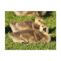 Warm And Fuzzy Postcard