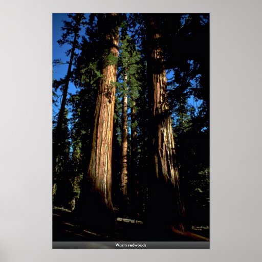 Warm redwoods poster