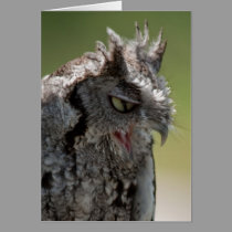 Warning From a Screech Owl note card cards