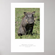 Warthog dans le trèfle posters
