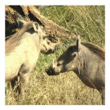 Warthog Design Invitations