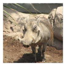 Warthog Invitations
