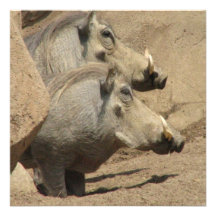 Warthog Pair Invitation