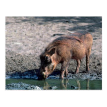 Warthog Post Cards