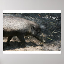 Warthog walking by palmetto posters