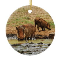 Warthogs safari wallowing