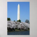 Washington DC Cherry Blossums Posters