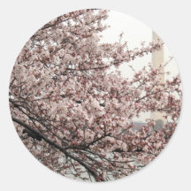 Washington DC de fleurs de cerisier Autocollants