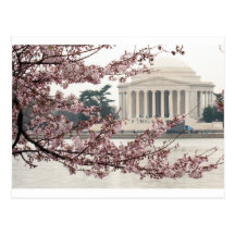 Washington DC de fleurs de cerisier Cartes Postales