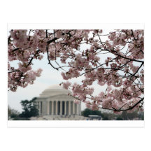 Washington DC de fleurs de cerisier Carte Postale