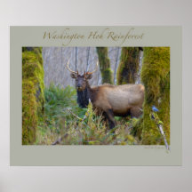 Washington Hoh Rainforest - Roosevelt Elk Posters