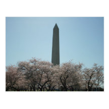 Washington Monument, Cherry Blossoms Postcard