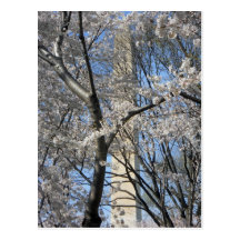 Washington Monument Cherry Trees 001 Post Cards