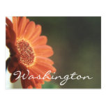 Washington Postcard Orange Flower Template