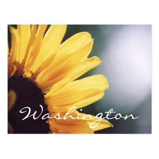 Washington Postcard Sunflower Template