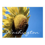 Washington Postcard Sunflower Template