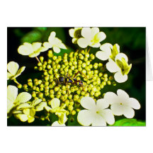 Wasp Beetle Cards