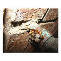 Wasp Nest, Print Art Photo
