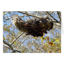 Wasp Nest! Yikes! Greeting Cards