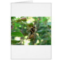 Wasp On Flower Greeting Cards
