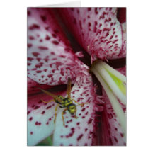 Wasp on Lily Greeting Cards