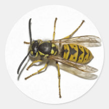 Wasp Round Sticker