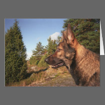 Watch Dog cards