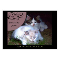Watch Life Lessons From a Cat ACEO Art Cards