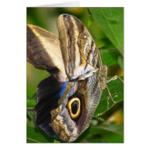 Watcher In The Wing Greeting Card