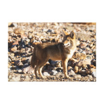 Watchful Eye Gallery Wrap Canvas