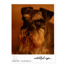 watchful eyes.. post cards