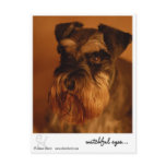 watchful eyes.. post cards