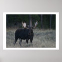 Watchful Moose posters