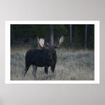 Watchful Moose Posters