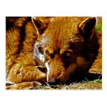 Watchful Post Cards