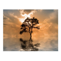 Water and tree sunset post cards