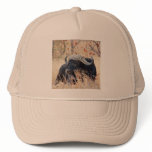 water buffalo hats