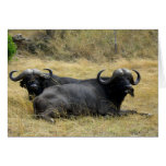 WATER BUFFALO IN KENYA GREETING CARD