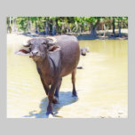 Water Buffalo Photograph posters