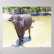 Water Buffalo Photograph Posters