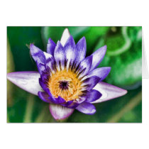 Water colour lily cards